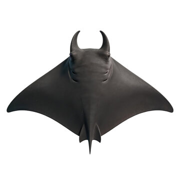 Giant manta ray fish with large pectoral fins and cephalic horns is shown from a top-down view against a solid white background.