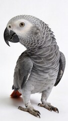 Obraz premium Close-up of a beautiful grey parrot, showcasing its feathers and vibrant personality. Ideal for wildlife and pet-related themes.
