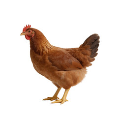 Fototapeta premium Rhode Island Red hen with vibrant brown feathers and a red comb stands calmly on a clean white background.