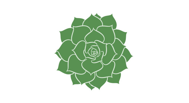 Green Succulent Plant Isolated on White.
