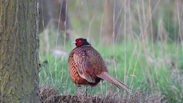 A pheasant cock is perched on a tree stump next to an oak tree, looking intently, north rhine westphalia, spring, (phasianus colchicus), (lepus capensis) germany