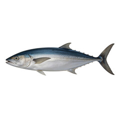 Fototapeta premium Pacific bluefin tuna fish illustration features a fusiform body with iridescent silver scales and dark blue fins on a white background.