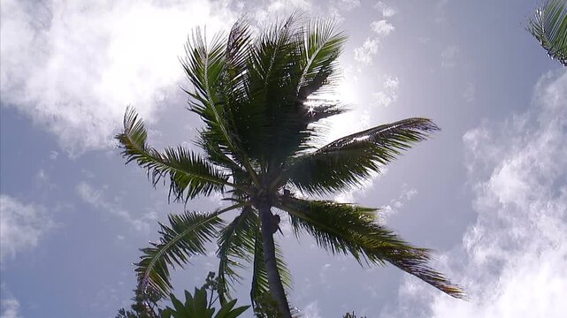 椰子の木
