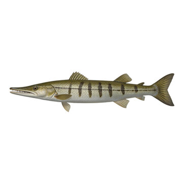 Great Barracuda Imagens – Procure 2,068 fotos, vetores e vídeos