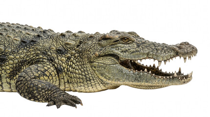 Fototapeta premium Realistic 3D crocodile with open mouth in natural habitat, high detail wildlife render for education and media