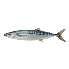 Fototapeta premium Atlantic mackerel fish displays its characteristic dark wavy stripes and iridescent silver scales against a clean white backdrop in a shot.