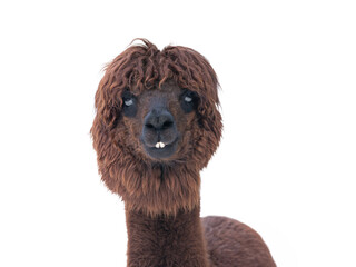Fototapeta premium Funny brown alpaca portrait with teeth isolated on white