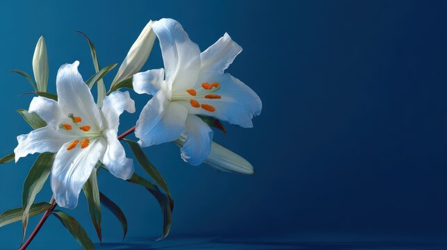 easter lily white blue on a blue background