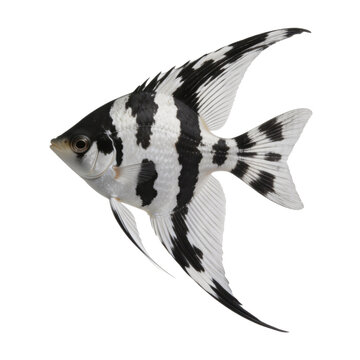 Freshwater angelfish Pterophyllum scalare with a distinct black and white marbled pattern and long flowing fins is isolated against a clean white background.