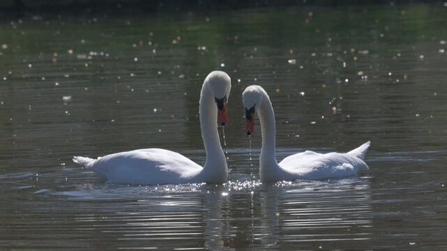 Mute Swans (Cygnus olor) showing courtship behaviour shortly before mating. March, London, UK [Half speed]