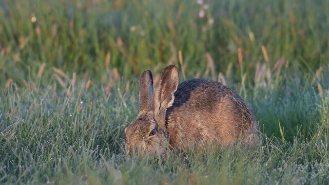 A brown hare sits in a meadow covered in hoar frost, looking for food,  spring, north rhine westphalia, (lepus capensis), germany