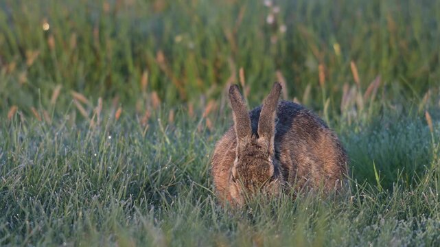 A brown hare sits in a meadow covered in hoar frost, looking for food,  spring, north rhine westphalia, (lepus capensis), germany