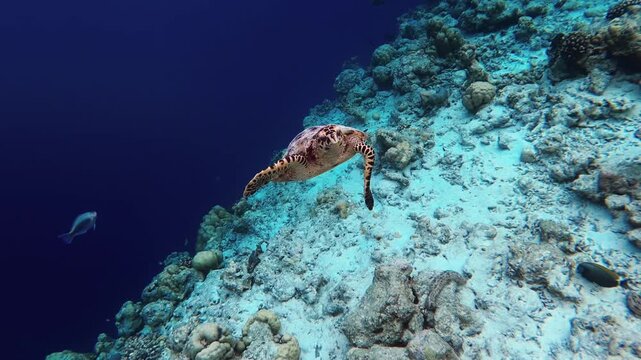 Hawksbill Sea Turtle Swimming Along Coral Reef Slope in Ocean