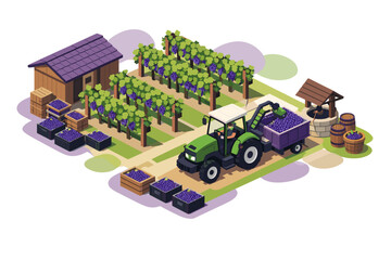 Tractor harvesting grapes in a vineyard with a barn and well. © nasyih