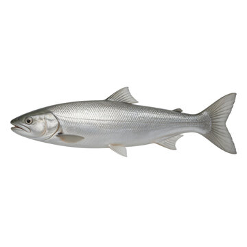 Lake whitefish fish species with shimmering silver scales and detailed fins is isolated on a white background.