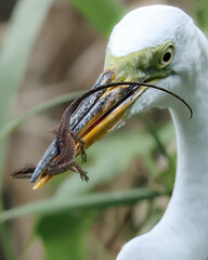 Great Egret Lizard Catch Struggle Circle B Bar Reserve Florida © onewildlifer