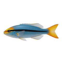 Fototapeta premium Blue tropical reef fish with a distinct black horizontal stripe and bright yellow tail isolated on a white background.