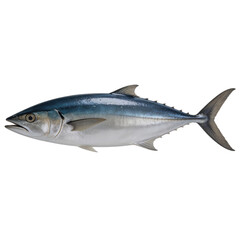 Fototapeta premium Fresh whole Bluefin tuna fish rests against a plain white background, showcasing its metallic blue and silver scales and streamlined body.