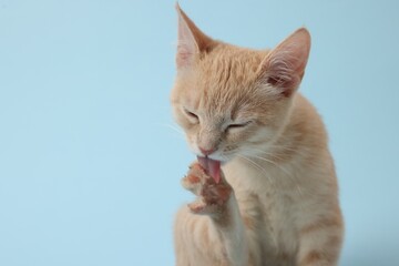 Fototapeta premium Adorable ginger cat on light blue background, space for text