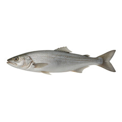 Fototapeta premium European seabass fish is presented in a profile view against a plain white background, highlighting its metallic silver scales and natural anatomy.