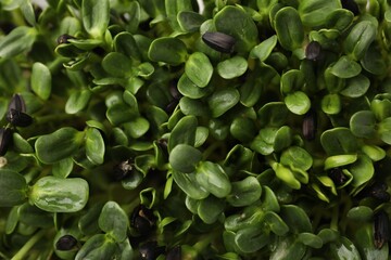Fototapeta premium Fresh ripe microgreens as background, closeup view