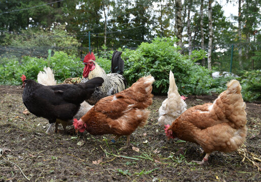 Hahn und Hennen suchen im Freiland Futter