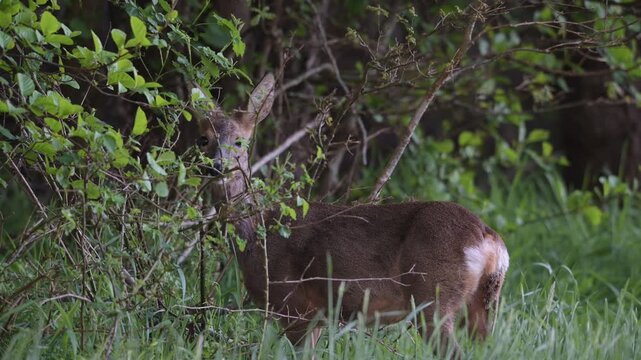 Roe deer stand on a moor meadow and eat leaves from a tree by a hedge, spring, north rhine westphalia, (capreolus capreolus), germany 
