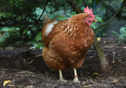 Haushuhn bei der Futtersuche