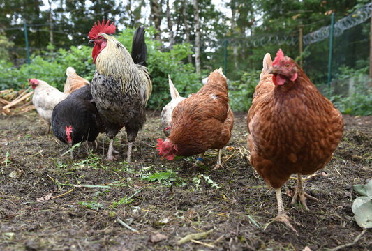 Hahn und Hennen suchen im Freiland Futter