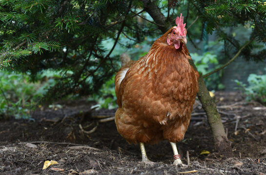 Haushuhn bei der Futtersuche