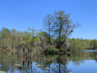 Obraz premium A thriving rookery of anhinga, herons, and egrets nests in trees on a small wetland island, reflected in calm water with Spanish moss and spring greenery. South Carolina Low Country