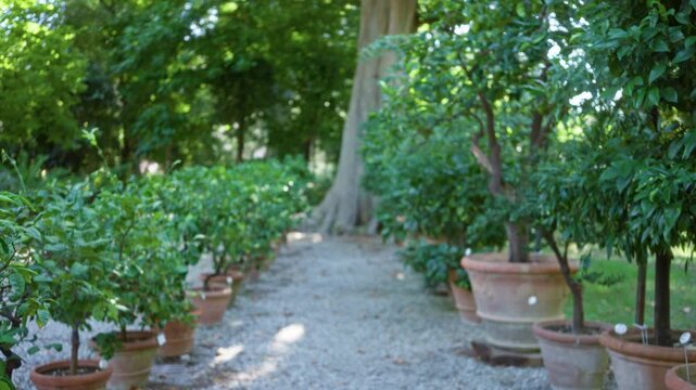 Blurred garden path with shallow bokeh and soft defocused foliage for natural outdoor background; background backdrop copyspace calm.