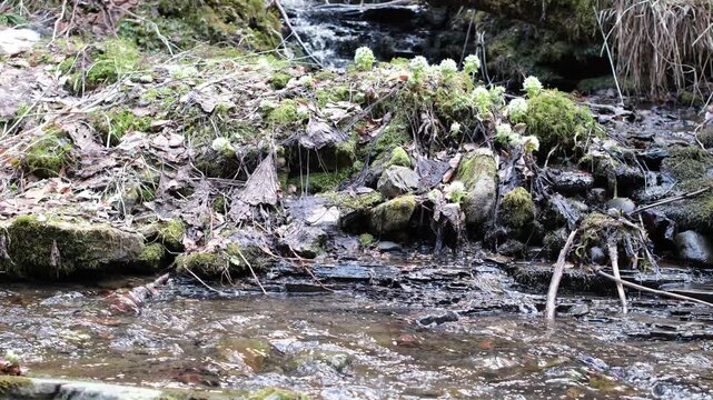 White butterbur (Petasites albus) habitats on the banks of stream. Pure environment, untouched nature, naturalness, and nature conservation. Skole Beskids National Nature Park, Ukraine.