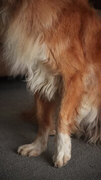 A Nova Scotia Duck Tolling Retriever dog walks with a limp indoors. The movement shows injury and health concern.