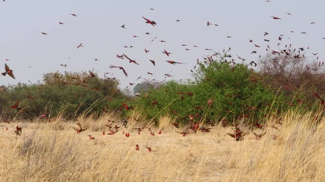 carmine bee-eater colony rise and land again, slo-mo 277