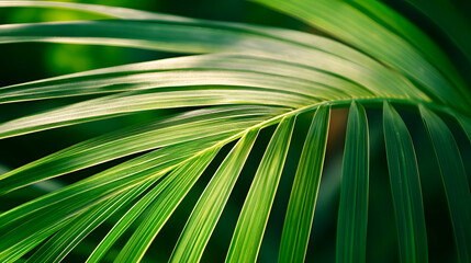 Obraz premium green palm leaf