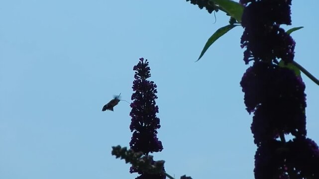 Blue sky, butterfly Hummingbird hawk-moth, Macroglossum stellatarum in flight and violet flowers of Summer lilac, Buddleja davidii, Butterfly-bush on evening time - slow motion