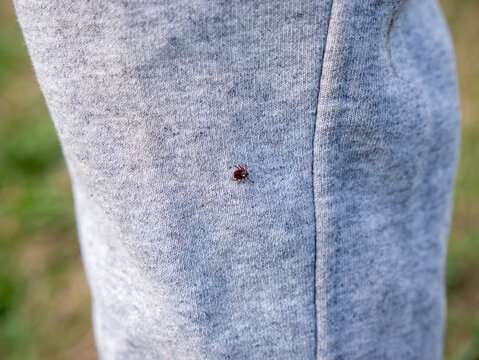 Close up view showing adult dermacentor reticulatus ornate dog tick moving across melange jersey garment fibers highlighting seasonal pest awareness and borreliosis prevention measures
