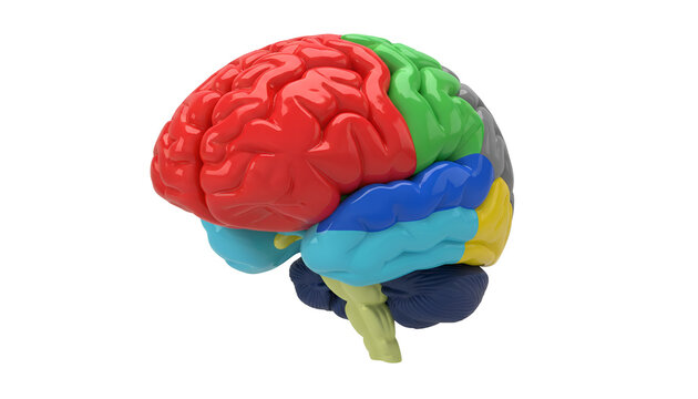 3d illustration of colorful human brain with lobes segmented isolated on transparent background