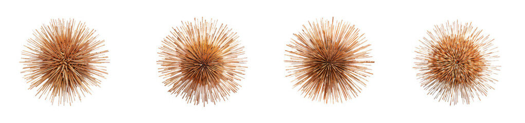 Obraz premium Set of four dried sea urchin shells isolated on transparent background
