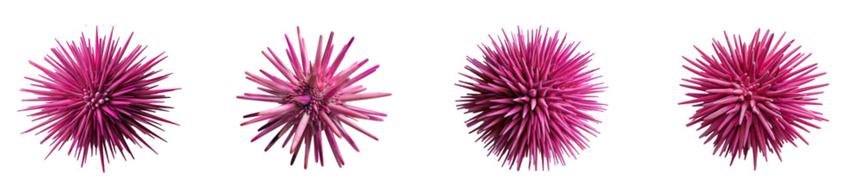 Set of four pink sea urchins isolated on transparent background