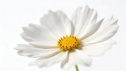 Fototapeta premium White flower with yellow center