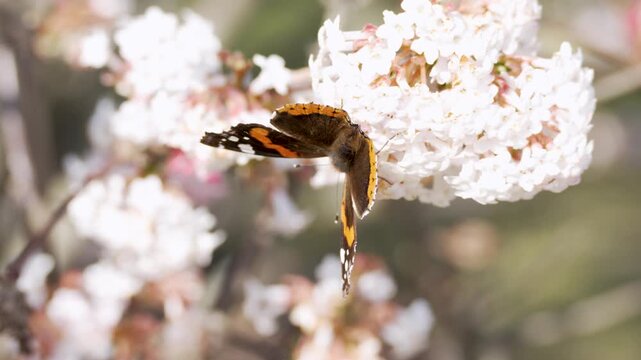Colorful butterfly perched on white blossoms in soft sunlight. Close-up nature shot highlighting wings and floral detail.