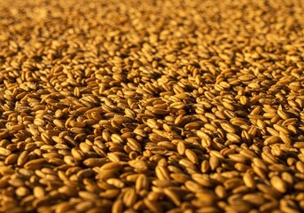 Obraz premium Abstract texture of densely packed cereal grains creating a dense, natural, geometric background pattern in warm golden sunlight, close up, rye, golden