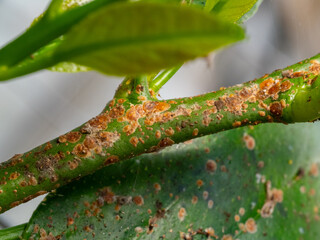 Scientific Macro 1:1 Photo of Scale Insect Infestation on Lemon Tree - Real Non-AI Stock Image of Greenhouse Pest Damage on Citrus Stem and Leaf © Vera Kuttelvaserova