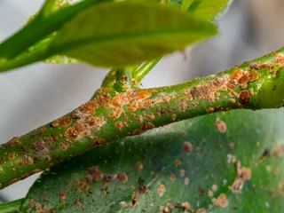 Scientific Macro 1:1 Photo of Scale Insect Infestation on Lemon Tree - Real Non-AI Stock Image of Greenhouse Pest Damage on Citrus Stem and Leaf © Vera Kuttelvaserova