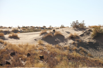 Fototapeta premium Wind-sculpted desert dunes with rippled sand and sparse grass under blue sky. g.