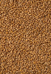 Fototapeta premium Rustic, natural texture background composed entirely of thousands of dried golden wheat kernels ready for milling and baking uses, grain, produce, dry