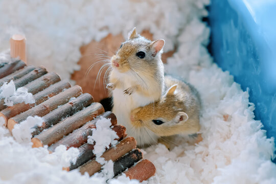 Two pet gerbils are next to a wooden log ladder on paper shavings. Beta male sniffing the belly of a alpha male in terrarium