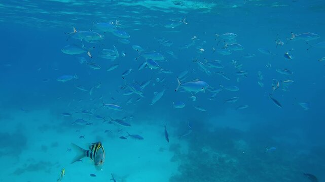 Many blue Lunar Fusiliers, Caesio lunaris, swimming and feeding in the turquoise water below the surface.